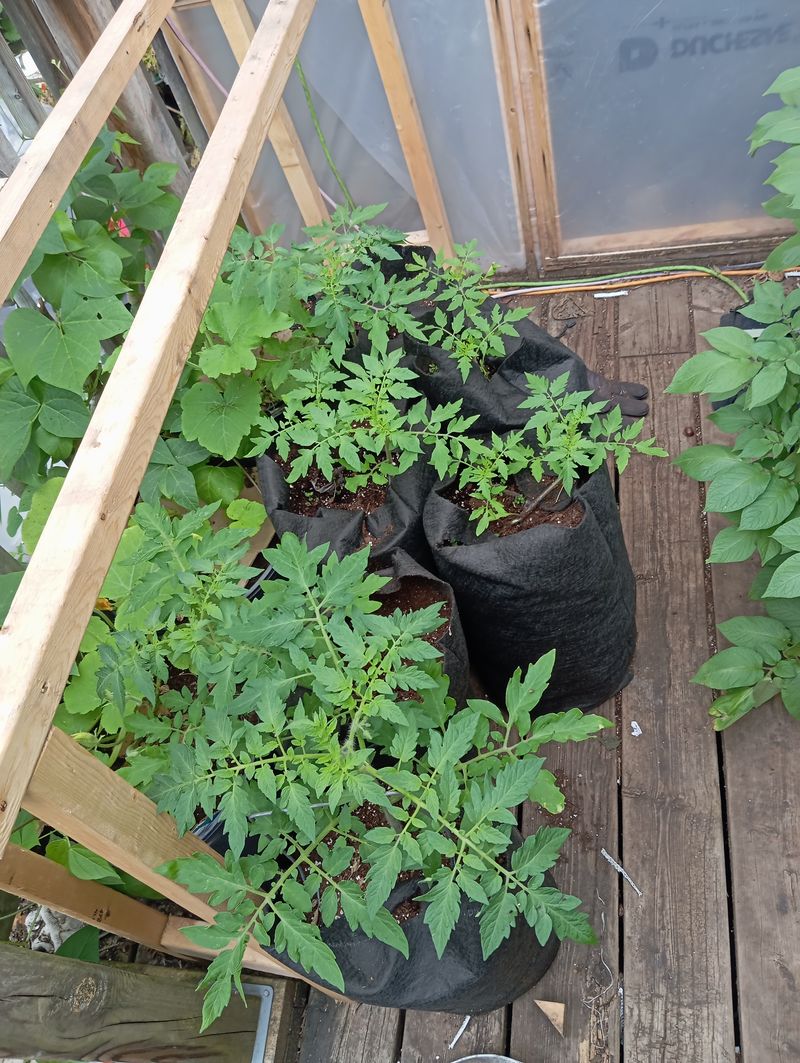 Solanum lycopersicum